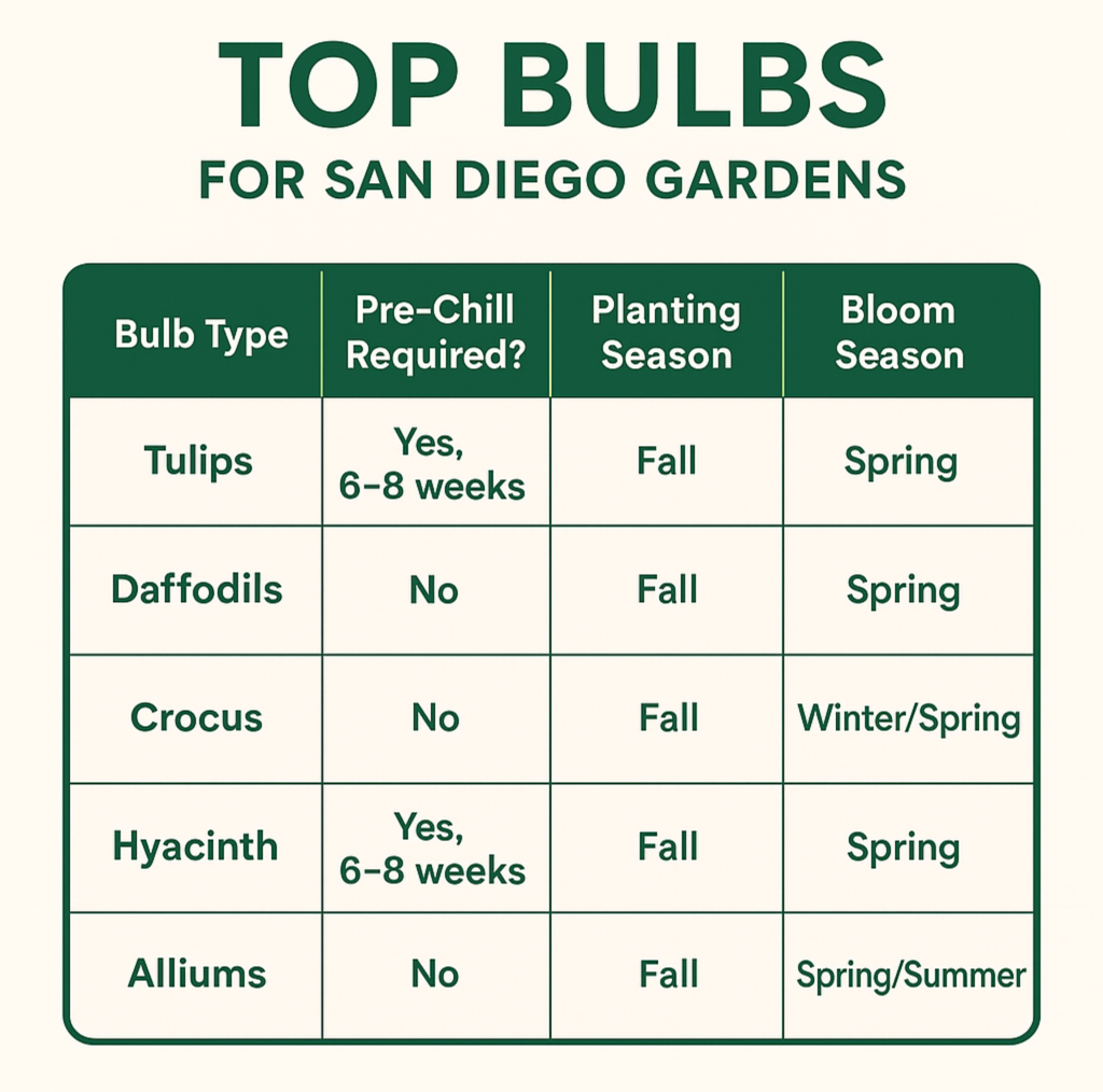 A chart showing top bulbs for San Diego gardens, helping homeowners choose the best bulbs to supercharge their San Diego fall yard care projects