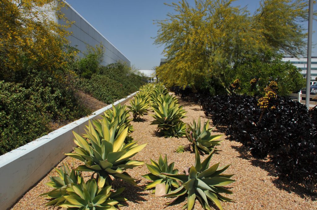 Xeriscape bed with repeating agave clusters in decomposed granite, bordered by shrubs and palo verde trees — an example of hydrozoning with rock and drought-tolerant plants.