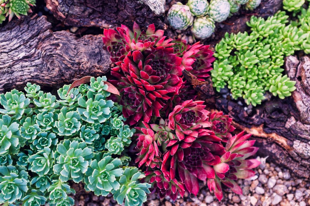 Close-up of red and green succulents nestled among rock and driftwood — the kind of drought-tolerant plant palette used in San Diego xeriscaping and rock garden designs.