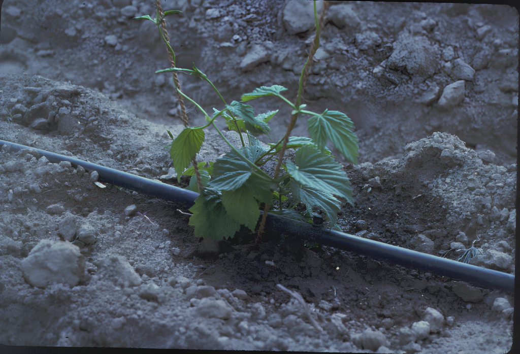 A drip irrigation system running through a shallow garden trench to water plants