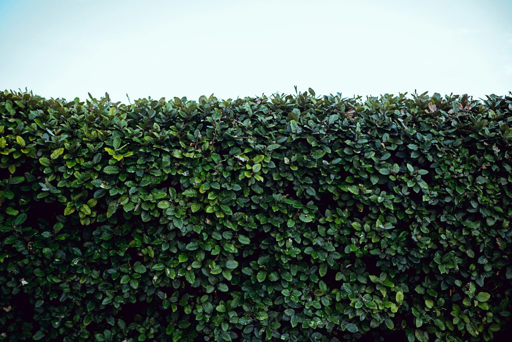 Trimmed hedges at a San Diego home