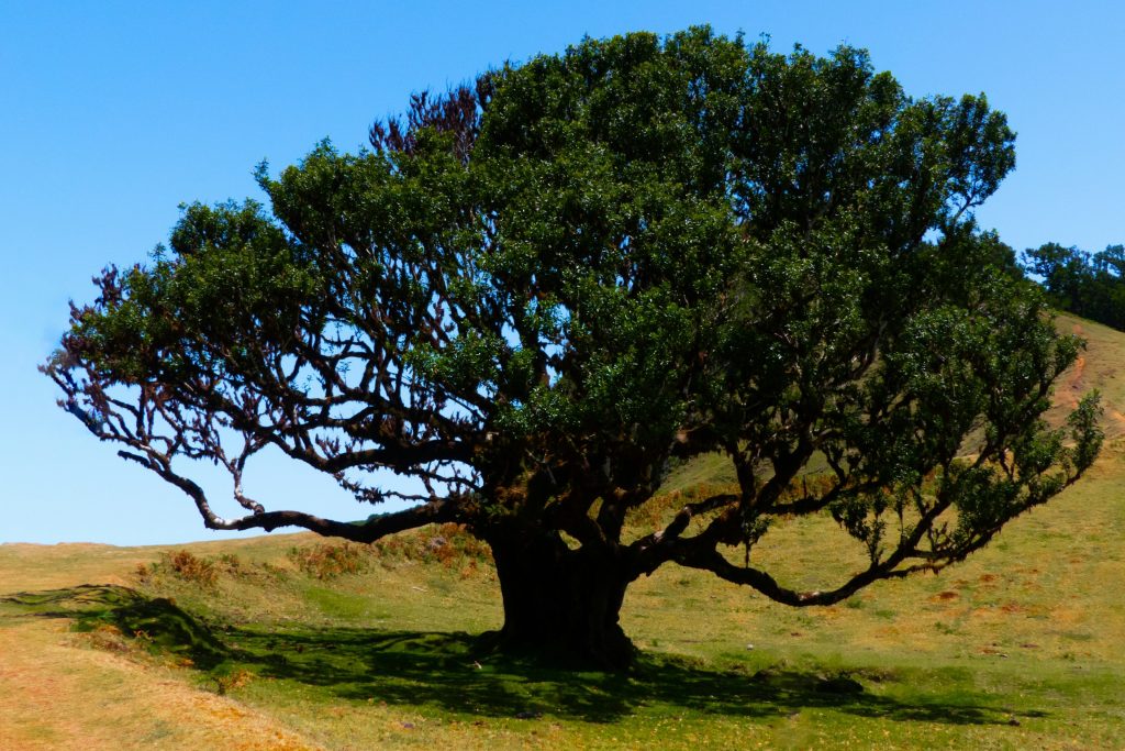 A trimmed tree in San Diego