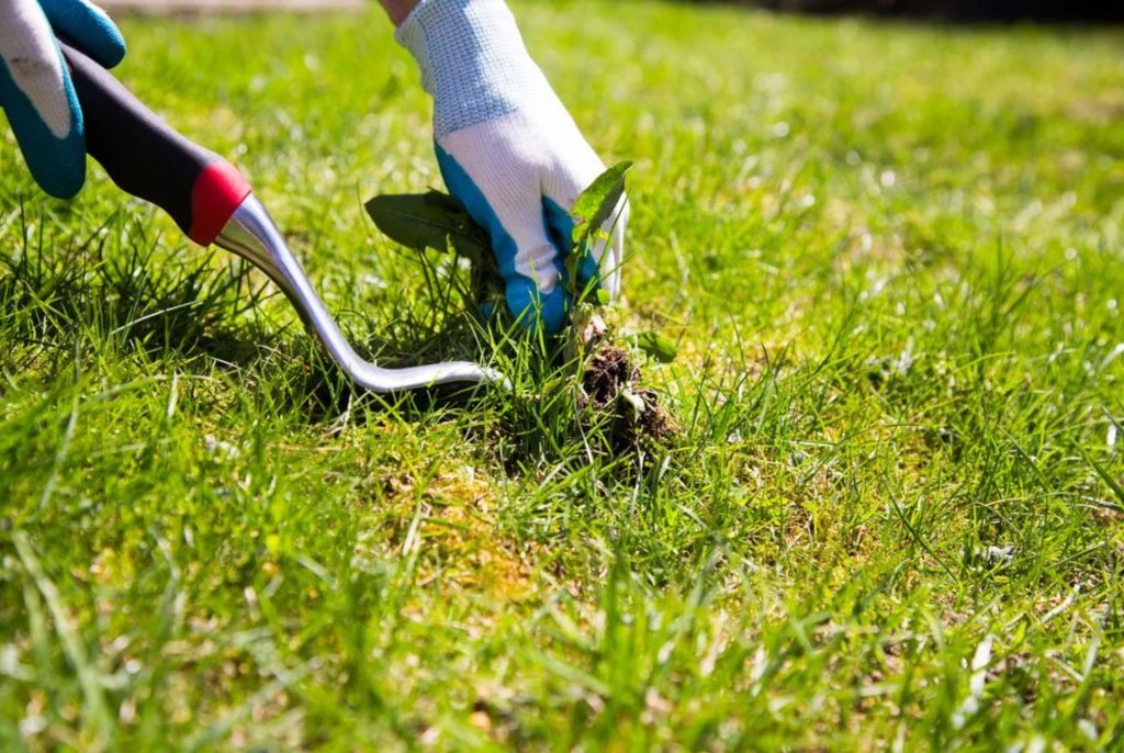 Removing weeds from a San Diego lawn.