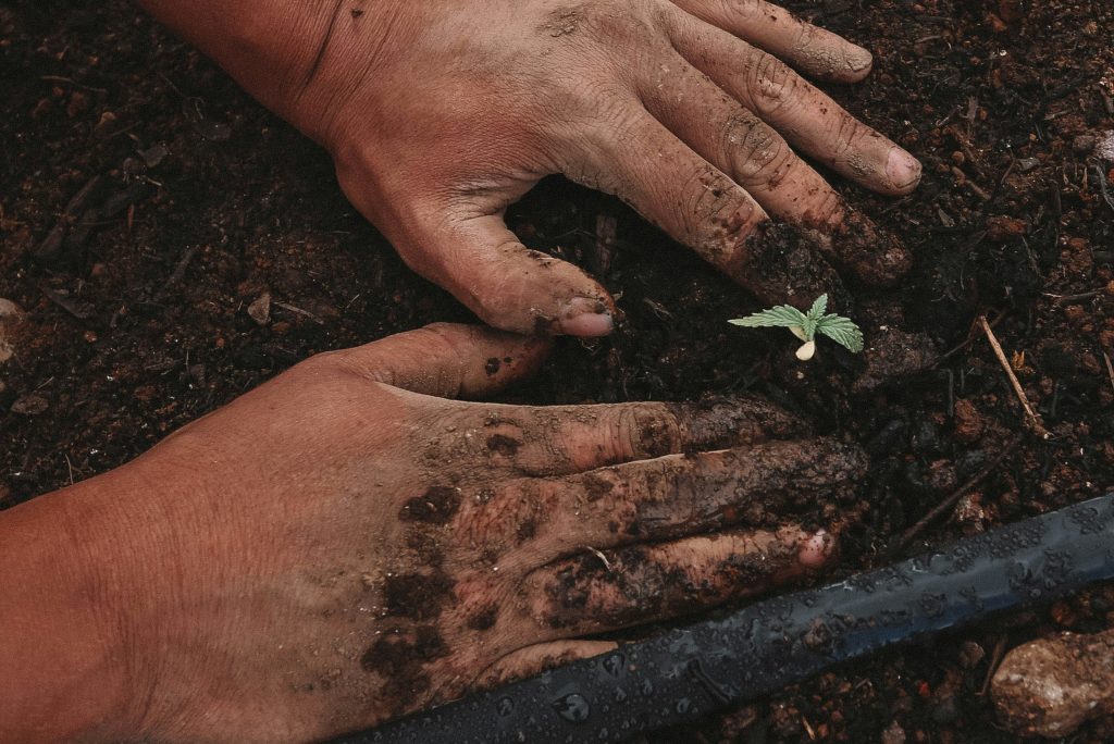 A gardener seeding and fertilizing in San Diego, packing the dirt around a new sapling.