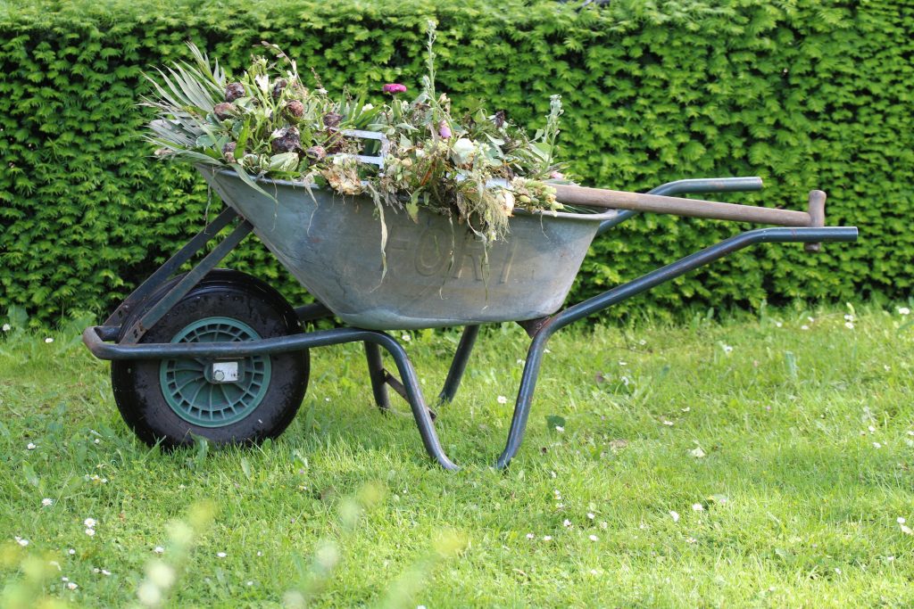 A wheelbarrow filled with old plants and debris