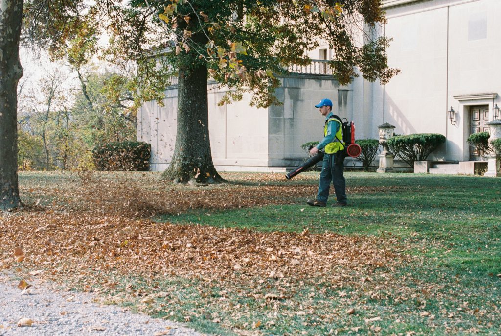 Seasonal yard cleanup in San Diego. A leaf blower blowing leaves off of a lawn.