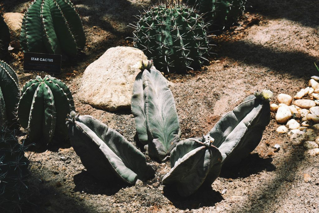 Desert garden installation with cacti and rocks